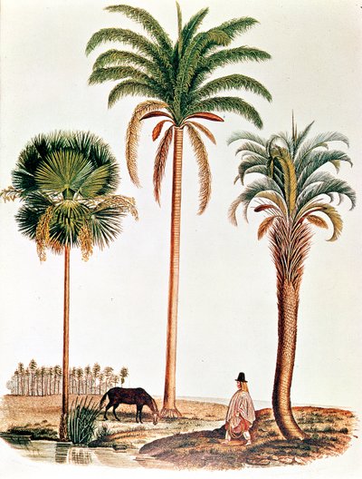An Extract from Darwin on the Beagle Showing Three Types of Palm Tree by English School
